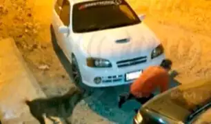 Hizo correr al delincuente: valeroso perro frustra robo de autopartes en Tacna