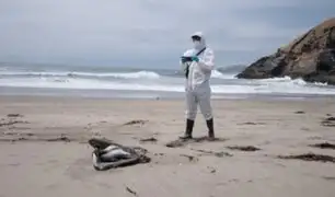 Serfor: reportan más de 13 mil aves silvestres marinas muertas por influenza aviar
