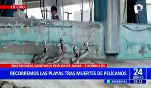 Chorrillos: informan que pescados y mariscos están libres de Gripe Aviar