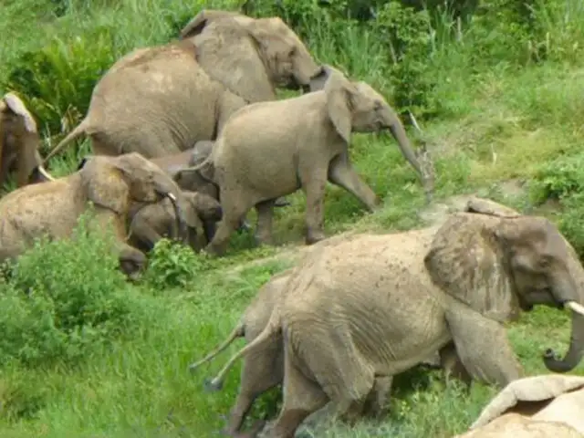 Zimbabue autoriza el sacrificio de elefantes para combatir la hambruna por la sequía