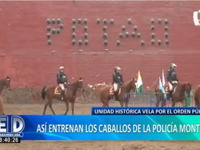 Policía Montada: así entrenan a los caballos de esta Unidad Histórica que vela por el orden público