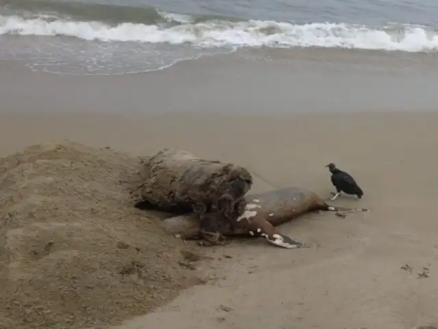 Tumbes: hallan lobos marinos varados y muertos en playas de Zorritos