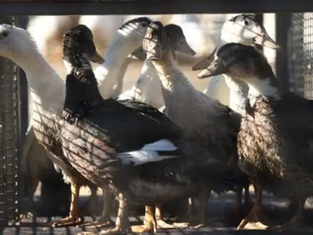 OMS expresó “gran preocupación” por transmisión de gripe aviar