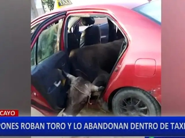 Huancayo: delincuentes abandonaron un toro dentro de un taxi