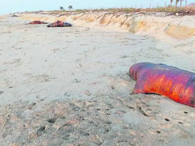 Denuncian que habrían sido envenenados: Hallan 20 lobos marinos muertos en playa de Tumbes