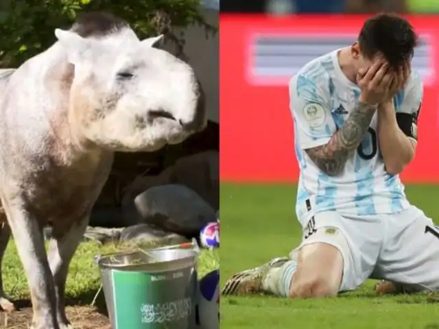 Qatar 2022: Tapir "Manolo" pronosticó derrota de Argentina un día antes del partido