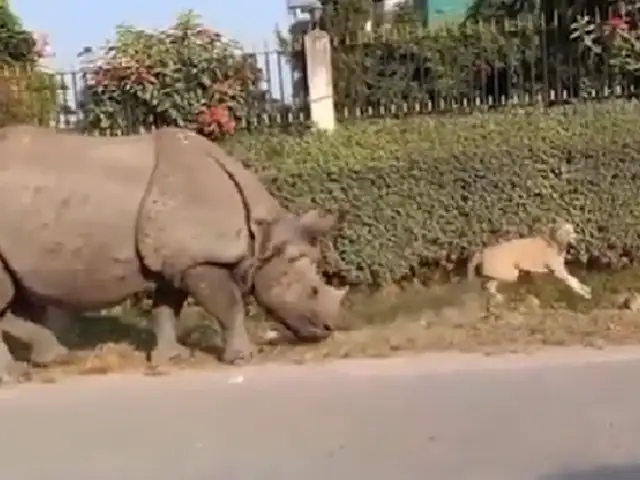 Perrito se asusta tras ser despertado por un enorme rinoceronte y se hace viral