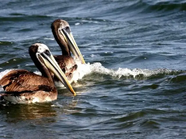 Nuevo caso de influenza aviar: fue detectado en pelícano de la playa Puerto Viejo de Lima