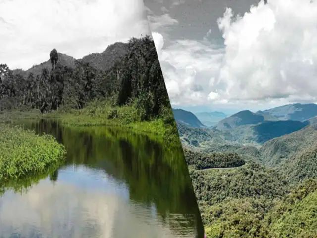 ProCiencia: Impacto climático y actividades del hombre estarían perjudicando los bosques alto-andinos del Perú