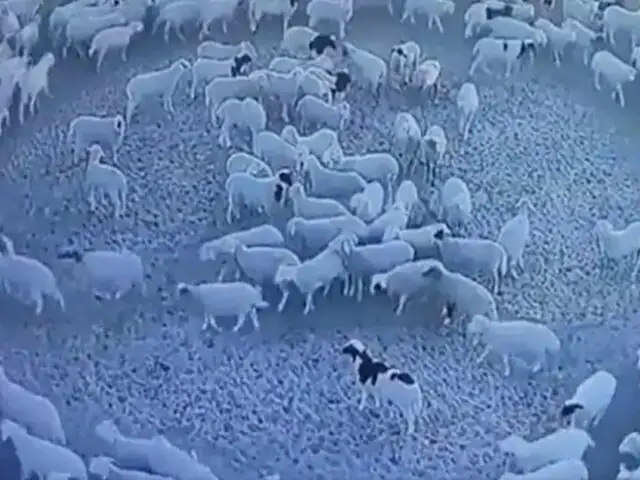 Enigma en China: Cientos de ovejas llevan más de 15 días caminando en círculos sin parar y nadie sabe la razón