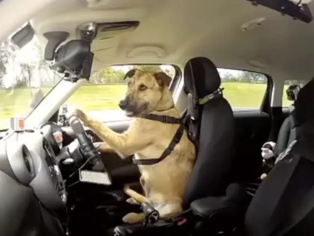 Perro aprender a conducir un auto y se hace viral en redes sociales