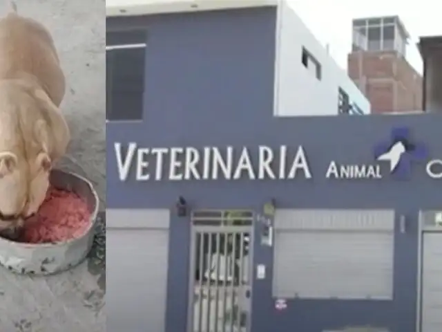 Comas: lleva a su perrita a bañar en veterinaria y la entregan muerta