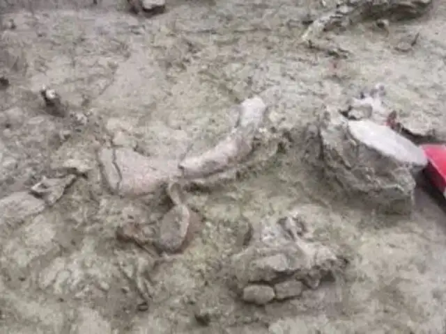 Animales eran cazados: Hallan restos de elefantes de más de 12 mil años de antigüedad en Chile