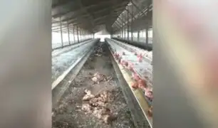Gripe aviar: mueren más de 400 gallinas ponedoras de granjas en Huacho por influenza H5N1