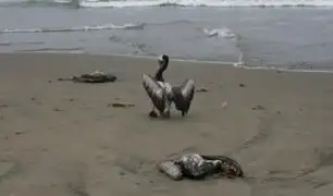 Preocupación en Arequipa: aparecen gran cantidad de pelícanos muertos en distintas las playas