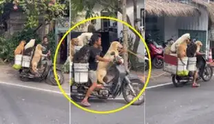 Joven lleva a sus 5 perros a bordo de una motocicleta y se hace viral