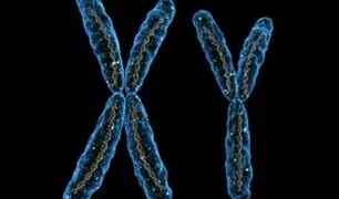 ¿El fin de los hombres?: Estudio advierte que el cromosoma Y está desapareciendo