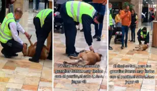 Perro ingresa a centro comercial del Centro Cívico y es perseguido por varios guardias