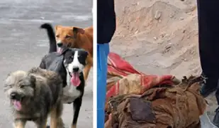 Perros hallan cadáver enterrado hace más de 10 años en Arequipa