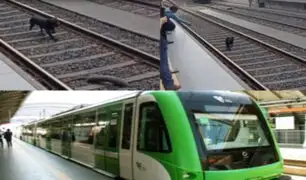 Metro de Lima: Perrito entró a vías del tren y provocó retraso en los servicios