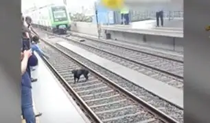 Rescatan a perrito que se metió a vía férrea y suspendió servicio del Metro de Lima