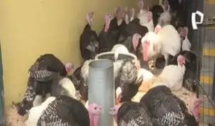 SMP: venden pavos vivos en mercado de Caquetá pese a prohibición por gripe aviar