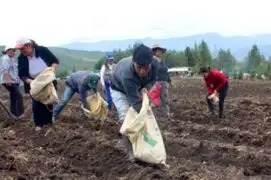 Compra de urea: Agro Rural confirma la cancelación del cuarto proceso de compra de fertilizantes