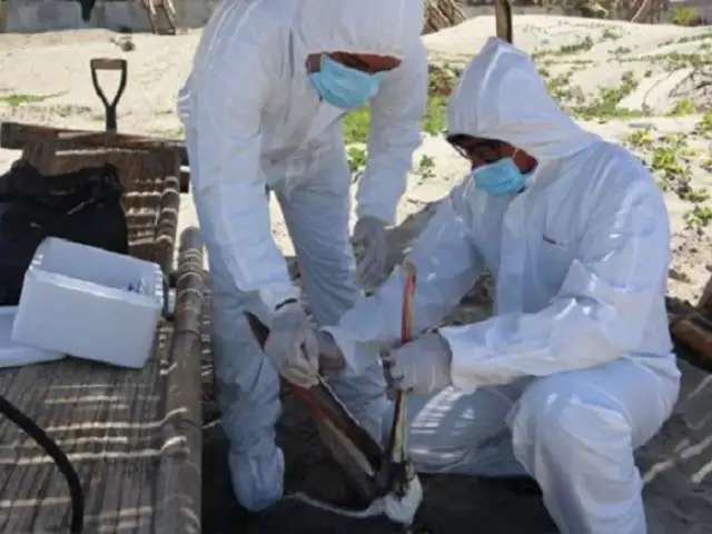 Senasa declara alerta sanitaria a nivel nacional ante la llegada de influenza aviar