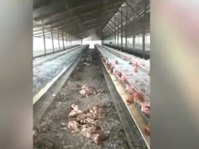 Gripe aviar: mueren más de 400 gallinas ponedoras de granjas en Huacho por influenza H5N1
