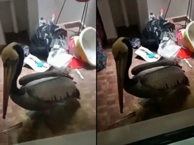 No puede alzar vuelo: Pelícano cae en patio de casa en plena emergencia sanitaria por gripe aviar