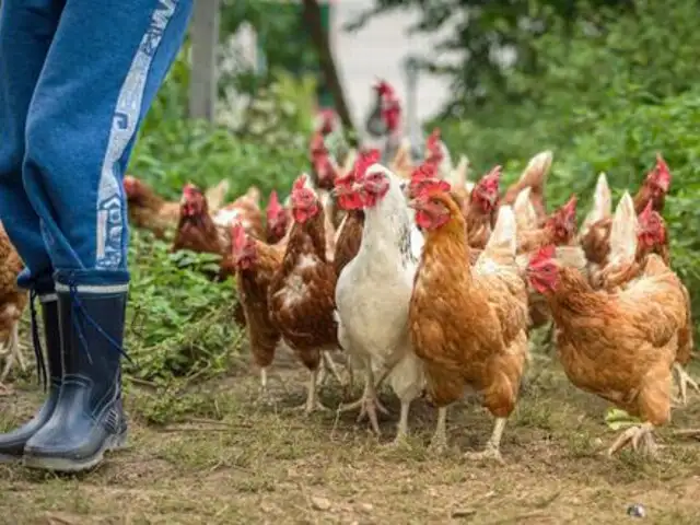 Gripe aviar: sepa si enfermedad es contagioso en seres humanos