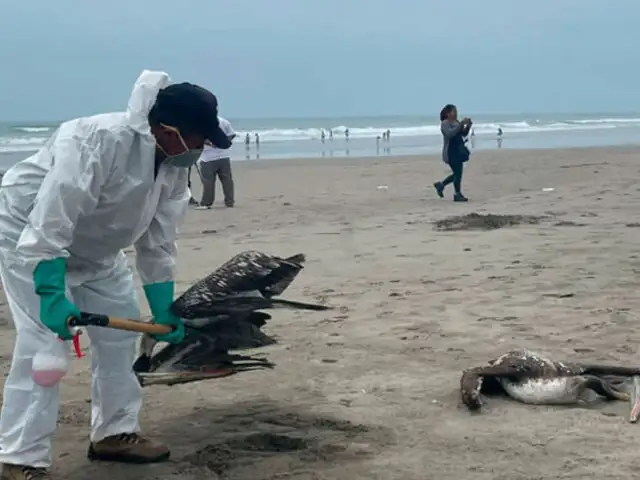 Lambayeque: reportan tres personas en cuarentena por contacto con aves infectadas de influenza aviar