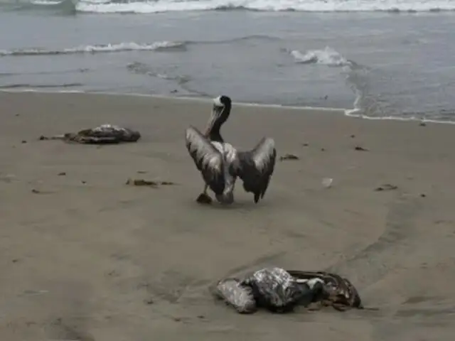 Preocupación en Arequipa: aparecen gran cantidad de pelícanos muertos en distintas las playas