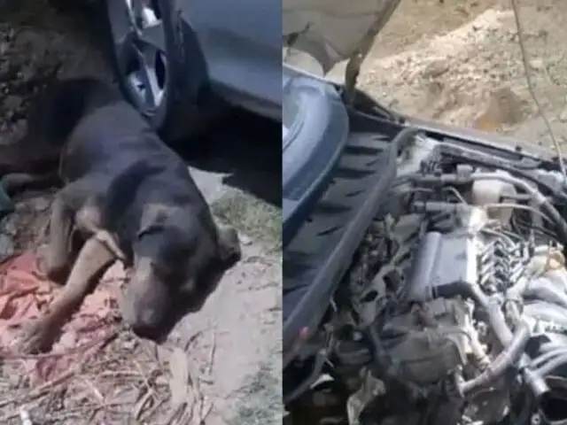 Huancayo: ladrones duermen a perro con somnífero para poder desmantelar auto "sin contratiempos"