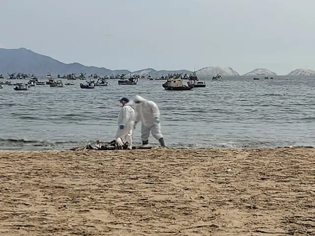 Gripe aviar: Minsa decidirá este lunes si se cierran playas por pelícanos muertos en el litoral