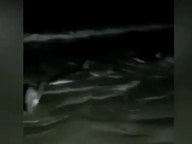 Casma: aparecen delfines varados en playa "La Gramita"