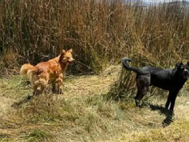 Junín: Dos perros se niegan a separarse del cuerpo de su amo fallecido