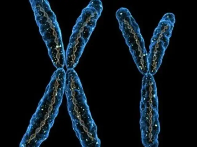 ¿El fin de los hombres?: Estudio advierte que el cromosoma Y está desapareciendo