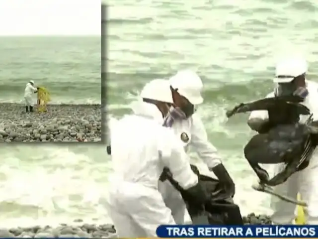 Miraflores: reabren playas desde hoy tras desinfección y recojo de pelícanos muertos