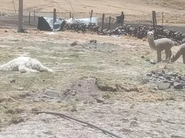 Huancavelica: muerte de alpacas causan pérdidas por más de S/ 24 millones