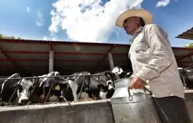 Arequipa: ganaderos en crisis por baja producción de leche debido al bloqueos de vías
