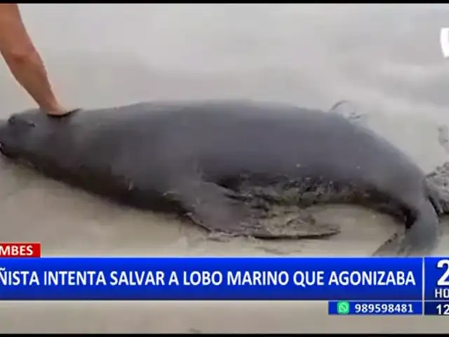 Tumbes: Bañista intenta salvar a lobo marino que agonizaba en la orilla del mar