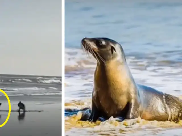 Perro se pone a jugar con una foca en la orilla del mar y se hace viral