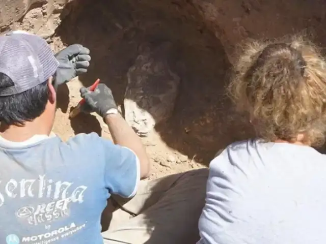 Hallan restos de “Tigre Diente de Sable” cuando construían una vivienda