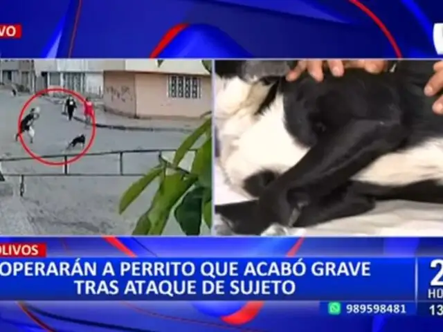 Agreden brutalmente a perrito en Los Olivos: can será operado en una de sus patas traseras