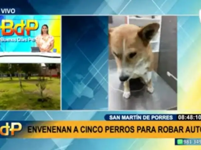 Envenenan a cinco perros en SMP: vecinos sospechan de ladrones de autopartes
