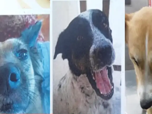 SMP:  tres perros murieron y dos están graves en veterinaria tras ser envenenados por ladrones