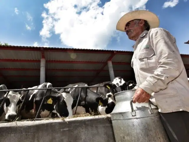Arequipa: ganaderos en crisis por baja producción de leche debido al bloqueos de vías