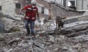 Turquía: perros rescatistas de todo el mundo llegan para ayudar a encontrar sobrevivientes de terremoto