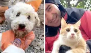 Terremoto en Turquía: Rescatan a mascotas atrapadas bajo escombros